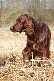 SETTER IRLANDAIS 439